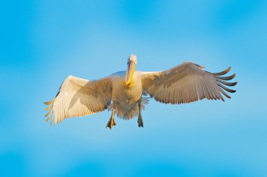 Beyaz pelikan, Pelecanus onocrotalus, Yunanistan 'ın Kerkini Gölü' ne iniyor. Kanatları açık pelikan. Avrupa doğasından vahşi yaşam sahnesi. Sudaki kuş.. 