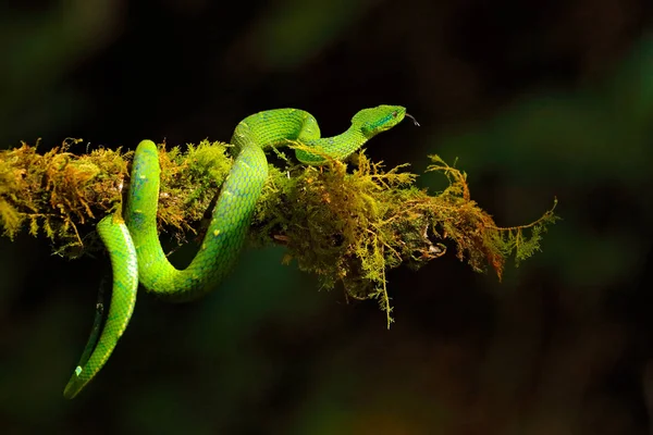 Groene Palm-Pitviper, Bothriechis lateralis, gevaar Poison Snake in de natuur habitat, Tapant NP, Costa Rica. Giftige groene reptiel in de natuur habitat. Giftige Viper uit Midden-Amerika. — Stockfoto