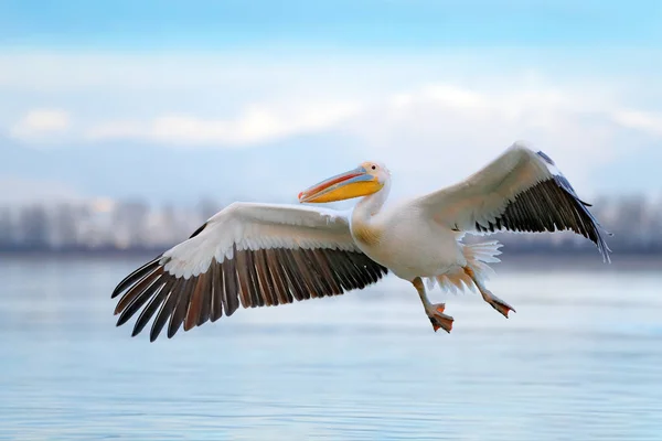 Pelícano blanco, Pelecanus onocrotalus, aterrizando en el lago Kerkini, Grecia. Pelícano con alas abiertas. Escena de vida silvestre de naturaleza europea. Pájaro en el agua. — Foto de Stock