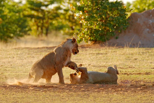 Löwen kämpfen im Sand. Löwe mit offener Schnauze. Paar afrikanische Löwen, Panthera leo, Detail großer Tiere, Etoscha np, Namibia in Afrika. Katzen im natürlichen Lebensraum. Tierisches Verhalten in Namibia. — Stockfoto