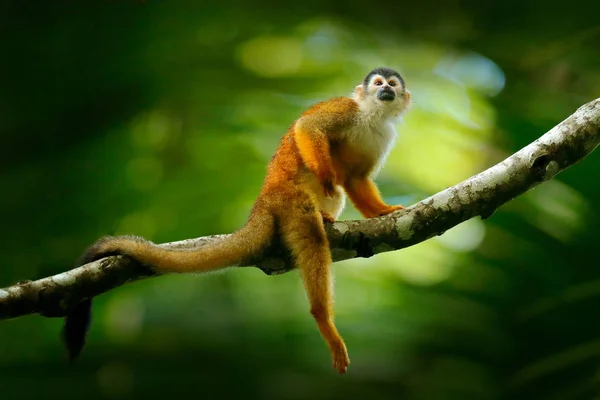 Apa, lång svans i tropisk skog. Ekorre Monkey, Saimiri oerstedii, sitter på trädstam med gröna blad, Corcovado NP, Costa Rica. Monkey i tropisk skogsvegetation. Wildlife Nature. — Stockfoto