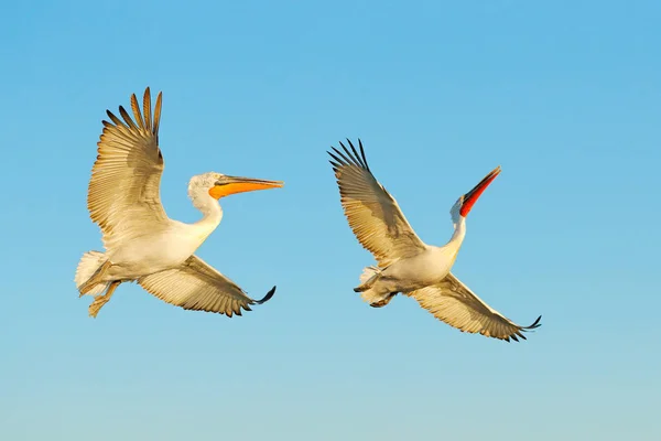 Pelícano blanco, Pelecanus onocrotalus, aterrizando en el lago Kerkini, Grecia. Pelícano con alas abiertas. Escena de vida silvestre de naturaleza europea. Pájaro en el agua. — Foto de Stock