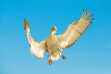 Beyaz pelikan, Pelecanus onocrotalus, Yunanistan 'ın Kerkini Gölü' ne iniyor. Kanatları açık pelikan. Avrupa doğasından vahşi yaşam sahnesi. Sudaki kuş.. 
