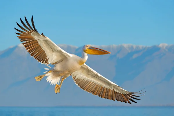 Pelicano branco, Pelecanus onocrotalus, desembarque no Lago Kerkini, Grécia. Pelicano com asas abertas. Cena de vida selvagem da natureza europeia. Pássaro na água. — Fotografia de Stock