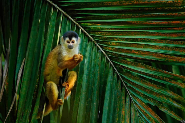 Majom, hosszú farok trópusi erdőben. Mókus majom, Saimiri oerstedii, ül a fán törzs zöld levelek, Corcovado NP, Costa Rica. Majom a trópusi erdei növényzet. Vadvilág természet. — Stock Fotó