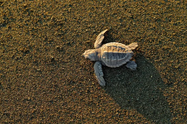 Καρέτα-Καρέτα θαλάσσια χελώνα Caretta caretta, βράδυ γέννηση στην άμμο παραλία, Corcovado Np, Κόστα Ρίκα. Πρώτο λεπτό ζωντανά, μικρές χελώνες που τρέχει το νερό της θάλασσας. Νέοι χελώνα γεννήθηκε στην άγρια φύση, ηλιοβασίλεμα. — Φωτογραφία Αρχείου