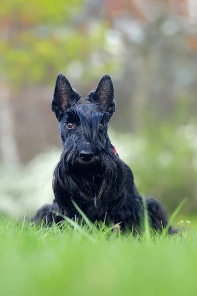 Lindo retrato de negro escocés Terrier perro luz de la noche con t —  Fotos de Stock