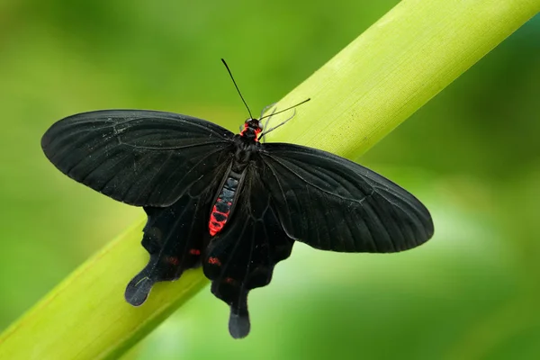 Mariposa negra, Antrophaneura semperi, hermosa mariposa venenosa negra y roja, en hábitat de bosque verde natural, vida silvestre de Indonesia. Insectos en la selva tropical . — Foto de Stock