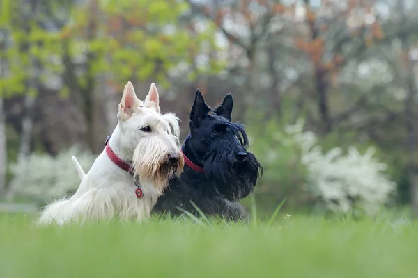 Scotland Terriers Pictures Scotland Terriers Stock Photos Images Depositphotos