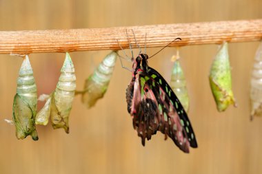 Kelebek chrysalis, böcek beahaviour. Kelebek Kuyruklu jay, Graphium agamemnon, doğum - yaşamın ilk dakika. Doğa habitat.