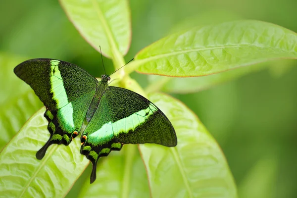 Papilio palinurus, grüner Schwalbenschwanz-Schmetterling. Insekt im natürlichen Lebensraum, sitzend in grünen Blättern, Indonesien, Asien. Wildszene aus grünem Wald. Schmetterling auf roter gelber Blume. — Stockfoto