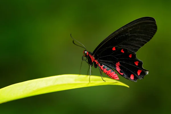 Antrophaneura semperi, en el hábitat natural del bosque verde, vida silvestre de Indonesia. Hermosa mariposa veneno negro y rojo, insecto en la selva tropical . —  Fotos de Stock