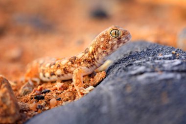 Bulutlar, geniş açı ile mavi gökyüzü ile Namibya çölkertenkele. Vahşi yaşam doğası. Namib kumuldan Gecko, Namibya. Pachydactylus rangei, Doğa çöl habitatWeb ayaklı palmato gecko. 