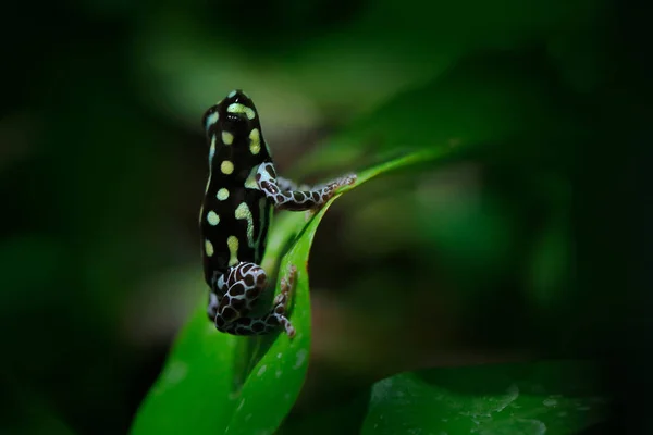 Ranitomeya vanzolinii, бразильская пятнистая ядовитая лягушка, в нате — стоковое фото