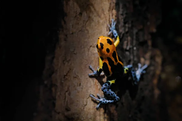 Ranitomeya fantastica Varadero, doğa ormanı habitatında kızıl başlı zehirli kurbağa. Peru'nun doğusundan Brezilya'ya doğru dendrobates kurbağası. Güzel amfibi yeşil bitki örtüsü, tropik orman. — Stok fotoğraf