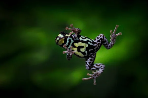 Frog fly. Ranitomeya vanzolinii, Brazilian spotted poison frog, in the nature forest habitat. Dendrobates from from central Peru and Brazil. Beautiful amphibian green vegetation, tropic jungle flight. — Stock Photo, Image