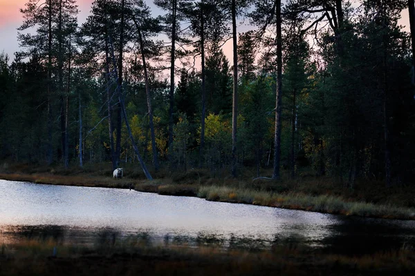 Una mazorca de oso joven escondida en el bosque amarillo. Árboles otoñales con oso, crepúsculo oscuro por la noche. Hermoso oso pardo caminando alrededor del lago, pequeño animal en hábitat. Cachorro blanco perdido sin madre, Finlandia, Europa . — Foto de Stock