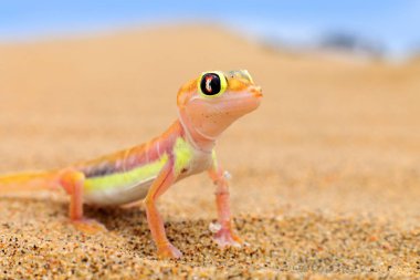 Namib kumuldan Gecko, Namibya. Pachydactylus rangei, Doğa çöl habitat Web ayaklı palmato gecko. Bulutlar, geniş açı ile mavi gökyüzü ile Namibya çölkertenkele. Yaban hayatı doğa.