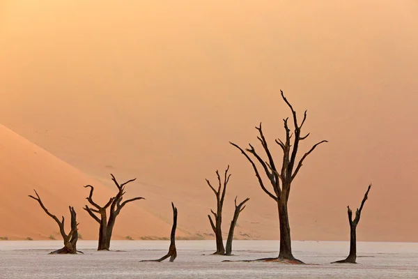 Deadvlei, duna naranja con viejo árbol de acacia. Paisaje africano de Sossusvlei, desierto de Namib, Namibia, África del Sur. Arena roja, el más grande del mundo. Viajar a Namibia. Amanecer, primera luz . —  Fotos de Stock
