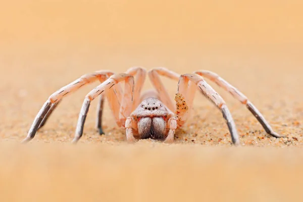 Golden wheel spider, Carparachne aureoflava, dancing white lady in the sand dune. Poison animal from Namib desert in Namibia. Travelling in Africa with dangerous spider. — Stock Photo, Image