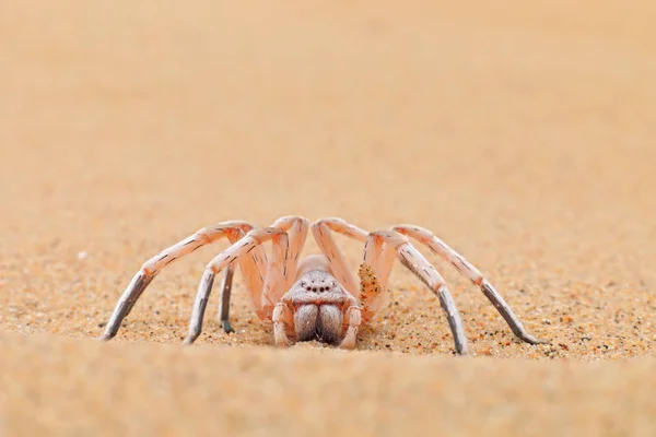 Aranha de roda dourada, Carparachne aureoflava, dama branca dançante na duna de areia. Animal venenoso do deserto da Namíbia. Viajando na África com aranha perigosa . — Fotografia de Stock