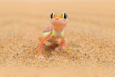 Namib kumuldan Gecko, Namibya. Pachydactylus rangei, Doğa çöl habitat Web ayaklı palmato gecko. Bulutlar, geniş açı ile mavi gökyüzü ile Namibya çölkertenkele. Yaban hayatı doğa.