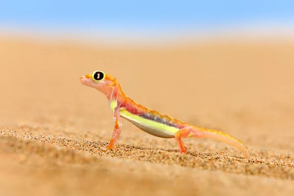 Gecko od Namib Sand Dune, Namibie. Pachydactylus RangeI, palmato Gecko v přírodním pouštním habitatu. Ještěrka v Namibii pouští s modrou oblohou s mraky a širokým úhlem. Příroda. — Stock fotografie