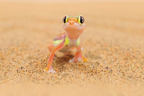 Gecko from Namib sand dune, Namibia. Pachydactylus rangei, Web-footed palmato gecko in the nature desert habitat. Lizard in Namibia desert with blue sky with clouds, wide angle. Wildlife nature. — Stock Photo, Image