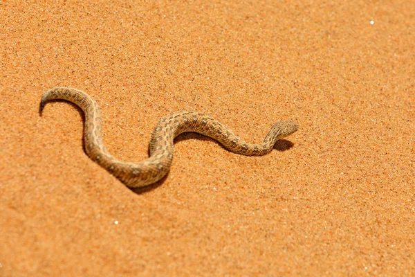 ビティス・ペリンゲイ、Pリンギーのアダー、ナミビアの砂の砂漠からの毒ヘビ。自然の生息地、アフリカのナミブ・ナウクルフト公園の小さなバイパー。自然からの野生動物のシーン, 爬虫類の行動, 晴れた日. — ストック写真