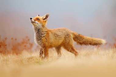 Kızıl Tilki avı, Vulpes vulpes, Avrupa 'dan vahşi yaşam sahnesi. Doğa habitatında turuncu kürklü hayvan. Yeşil orman çayırındaki tilki. 