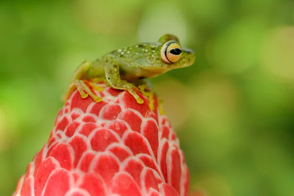 Hypsiboas rufitelus, rood-webbed boomkikker, blikkerig amfian met rode bloem. in de natuur habitat. Kikker uit Costa Rica, tropisch bos. Mooi dier in de jungle, exotisch dier uit Zuid-Amerika. — Stockfoto