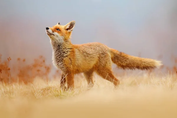 レッドフォックスの狩猟、彫刻、ヨーロッパからの野生動物のシーン。自然の生息地でオレンジの毛皮のコート動物。緑の森の牧草地の狐. — ストック写真