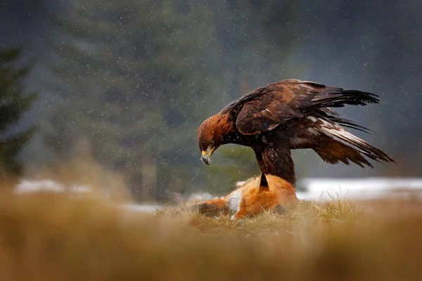 Golden Eagle alimentando-se de matar Red Fox na floresta durante a chuva e nevasca. Comportamento das aves na natureza. Cena de comida de ação com pássaro de rapina marrom, águia com captura, Suécia, Europa . — Fotografia de Stock