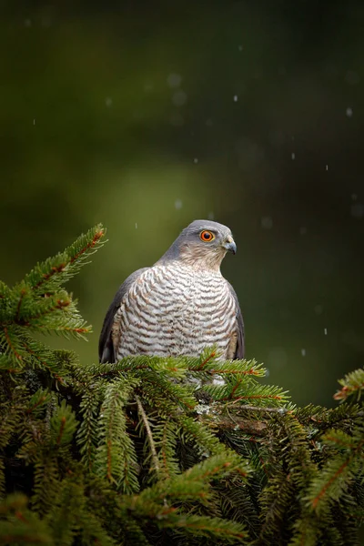 Bird of prey Eurasian sparrowhawk, Accipiter nisus, sitting on spruce tree during heavy rain in the forest. Bird in the green habitat. Sparrowhawk in the rainy wood in the nature.