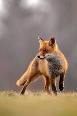 Kızıl Tilki avı, Vulpes vulpes, Avrupa 'dan vahşi yaşam sahnesi. Doğa habitatında turuncu kürklü hayvan. Yeşil orman çayırındaki tilki. 