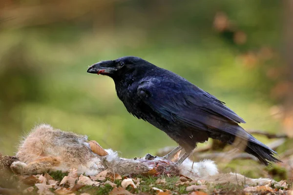 Raven with dead kill hare, sitting on the stone. Bird behavior in nature. Rocky habitat with black raven. Wildlife feeding behaviour scene in the forest. — Stock Photo, Image