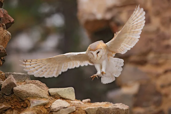 Bagoly, Tyto alba, szép szárnyakkal, leszállás a kőfalon, könnyű madár repül a régi kastély, az állatok a városi élőhely. Vadon élő állatok jelenet a természettől. Régi kőházban lévő gyöngybagoly. — Stock Fotó