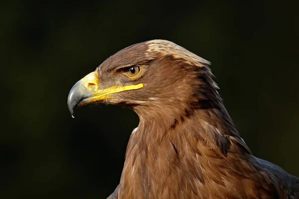 Detalle retrato de águila. Pájaro en la hierba. Steppe Eagle, Aquila nipalensis, sentado en el prado, bosque de fondo. Vida silvestre escena de la naturaleza . — Foto de Stock