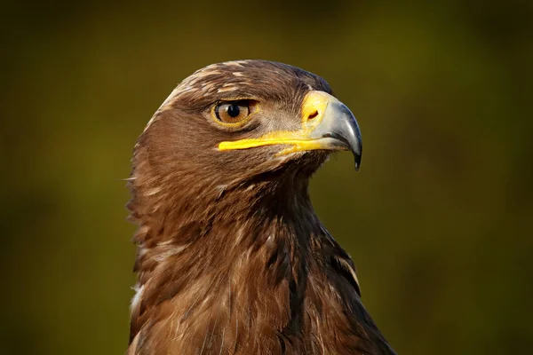 Detailporträt des Adlers. Vogel im Gras. Steppenadler, Aquila nipalensis, auf der Wiese sitzend, im Hintergrund Wald. Wildszene aus der Natur. — Stockfoto