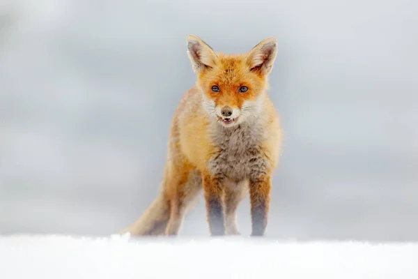 Polowanie na Red Foxa, Vulpes vulpes, scena dzikiej przyrody z Europy. Pomarańczowy futro zwierzę w przyroda środowisko. Lis na zielonej łące leśnej. — Zdjęcie stockowe