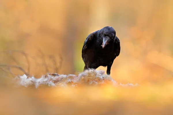 Raven com morte de lebre morta, carcaça na floresta. Pássaro preto com cabeça na estrada da floresta. Comportamento animal, cena de alimentação na Alemanha, Europa. Cena de vida selvagem da natureza . — Fotografia de Stock