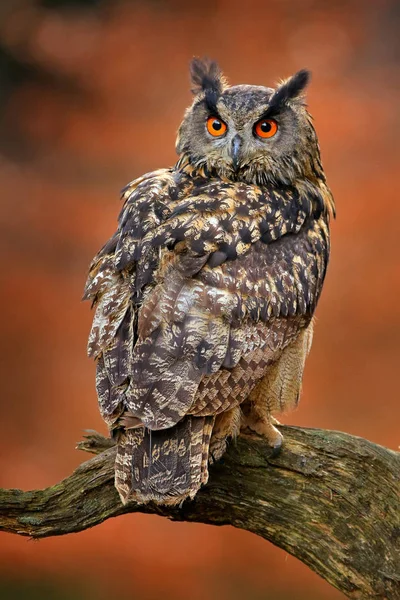 Eagle owl, Bubo bubo, met open vleugels in vlucht, bos habitat — Stockfoto
