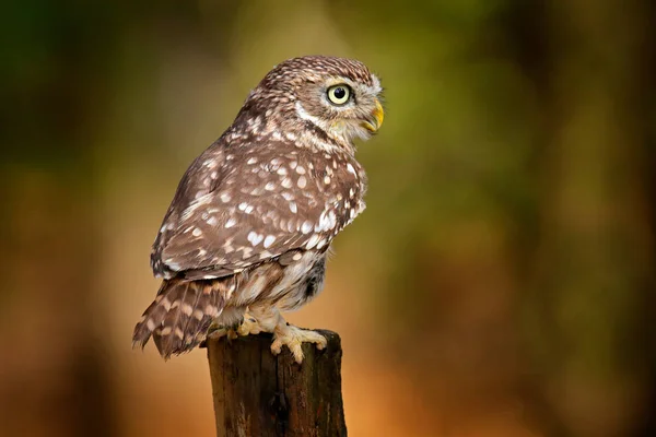 Hibou caché dans un trou de nid d'arbre dans la forêt. Little Owl, Athene noctua, oiseau dans l'habitat naturel, aux yeux jaunes, Allemagne. Scène animalière de la nature. tronc d'arbre avec oiseau . — Photo