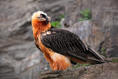 Sakallı Akbaba veya Lammergeier, Gypaetus barbatus, nadir dağ kuşu detay portre, kaya üzerinde oturan, taş habitat hayvan, İspanya. Doğa habitatında nadir kuş.
