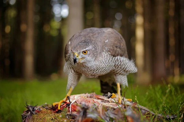 Ο γκοσίκ σκότωσε τον κοινό φασιανό για τα βρύα στο πράσινο δάσος, το πουλί του αρπακτικών στο φυσικό βιότοπο της Γερμανίας. Η σκηνή της άγριας ζωής από τη φύση. Γεράκι αρπακτικό με την αλίευση. — Φωτογραφία Αρχείου