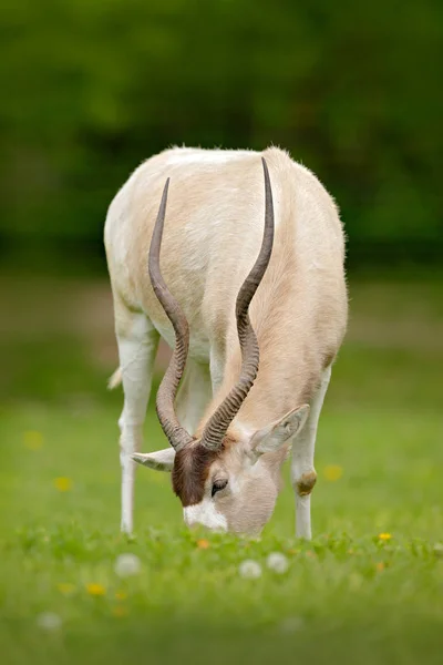 Addax nasomaculatus, white screwhorn antelope in the nature habitat. Beautiful animal with big horns, addax from Niger in Africa. Wildlife scene from nature. — Stock Photo, Image