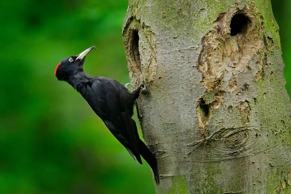 Woodpecker s kočkou v hnízdící díře. Černý dřevozák v zeleném letním lese. Scéna divoké zvěře s černým ptákem v přírodním habitatu. — Stock fotografie