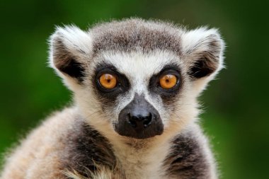 Lemur suratı, Madagaskar maymununun yakın çekim portresi. Halka kuyruklu Lemur, Lemur catta, yeşil açık arka plan ile. Madagaskar, Afrika'dan hayvan, turuncu gözlü.