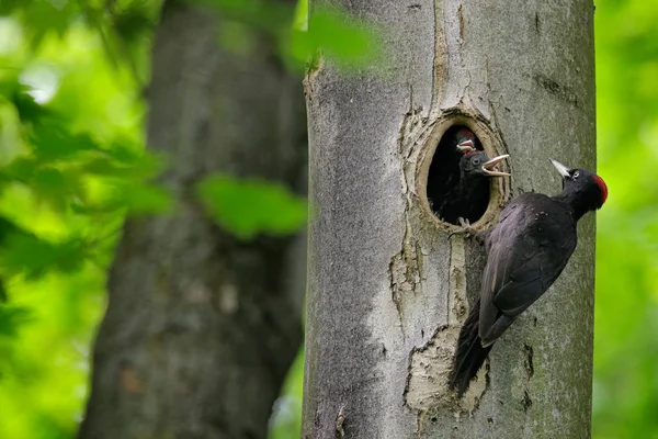 Specht mit Küken im Nistloch. Schwarzspecht im grünen Sommerwald. Wildszene mit schwarzem Vogel im Lebensraum Natur. — Stockfoto