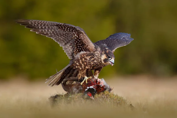 Peregrine falcon with caught kill Pheasant. Beautiful bird of prey feeding on killed big bird on the green mossy rock with dark forest in background. Bird carcas on the forest madow. Wildlife behaviou — Stock Photo, Image